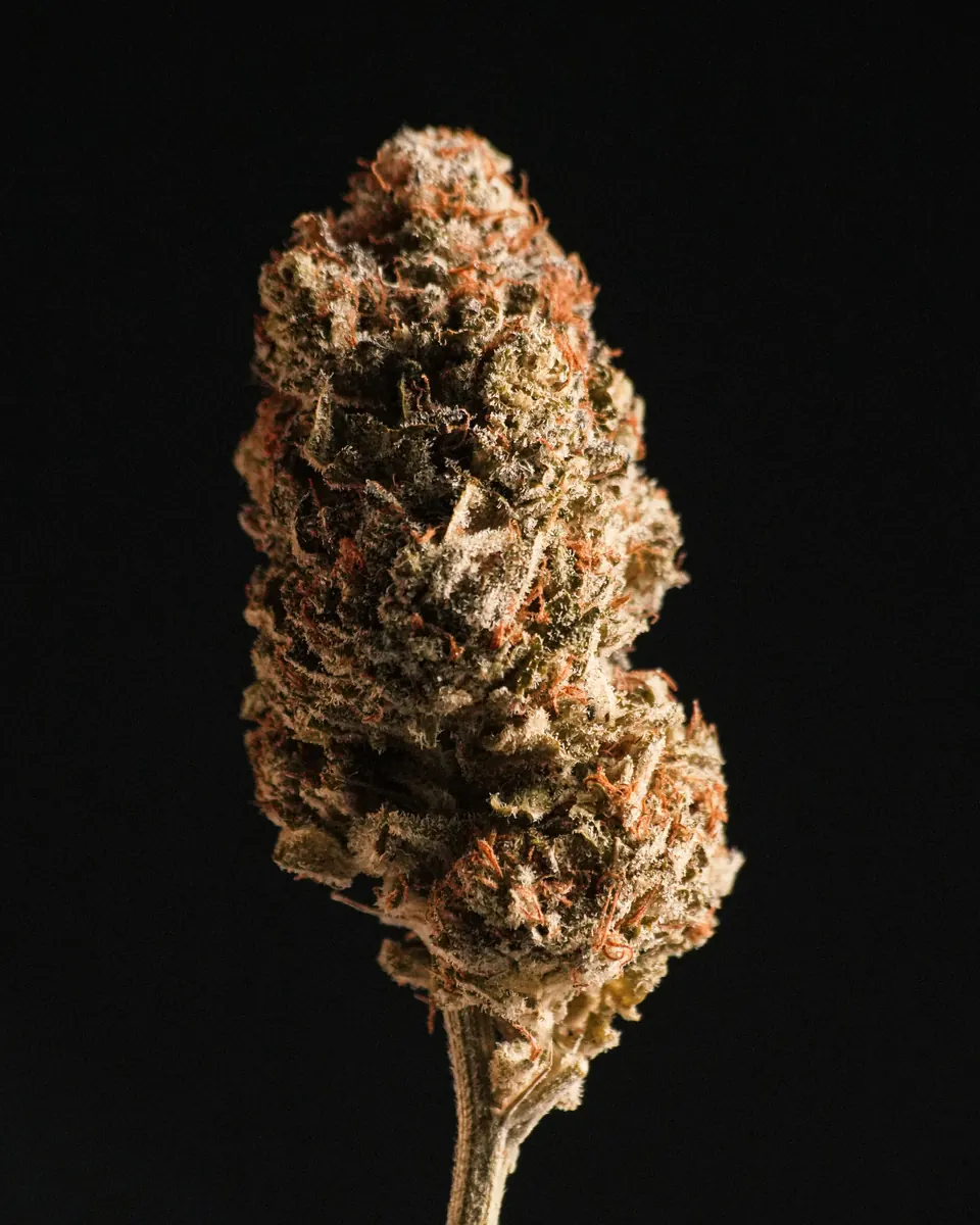 A single cannabis bud on a dark background