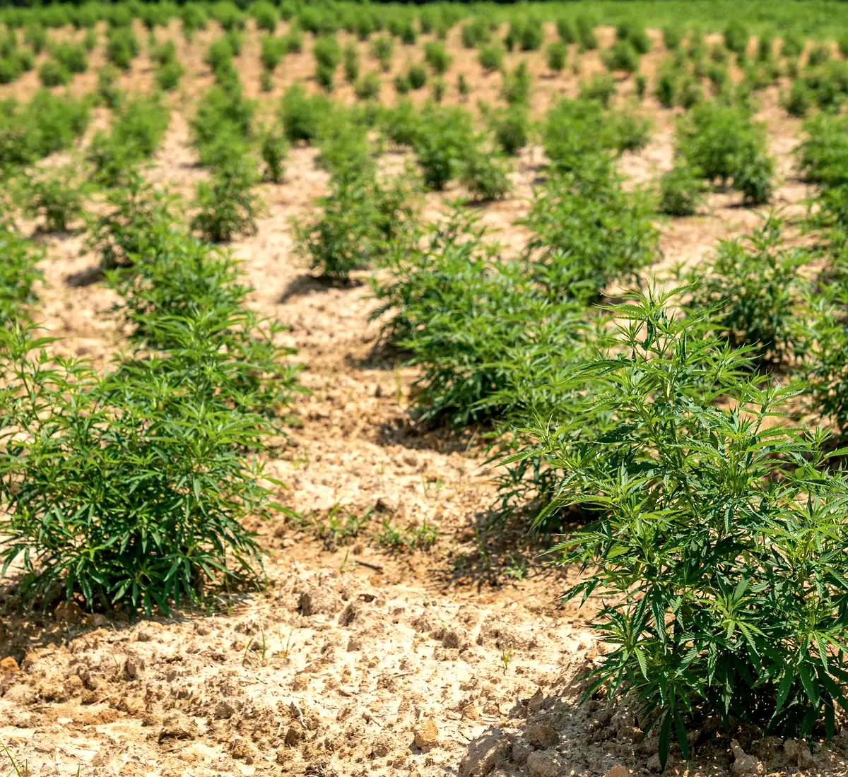 Young cannabis plants in sunny rows of soil