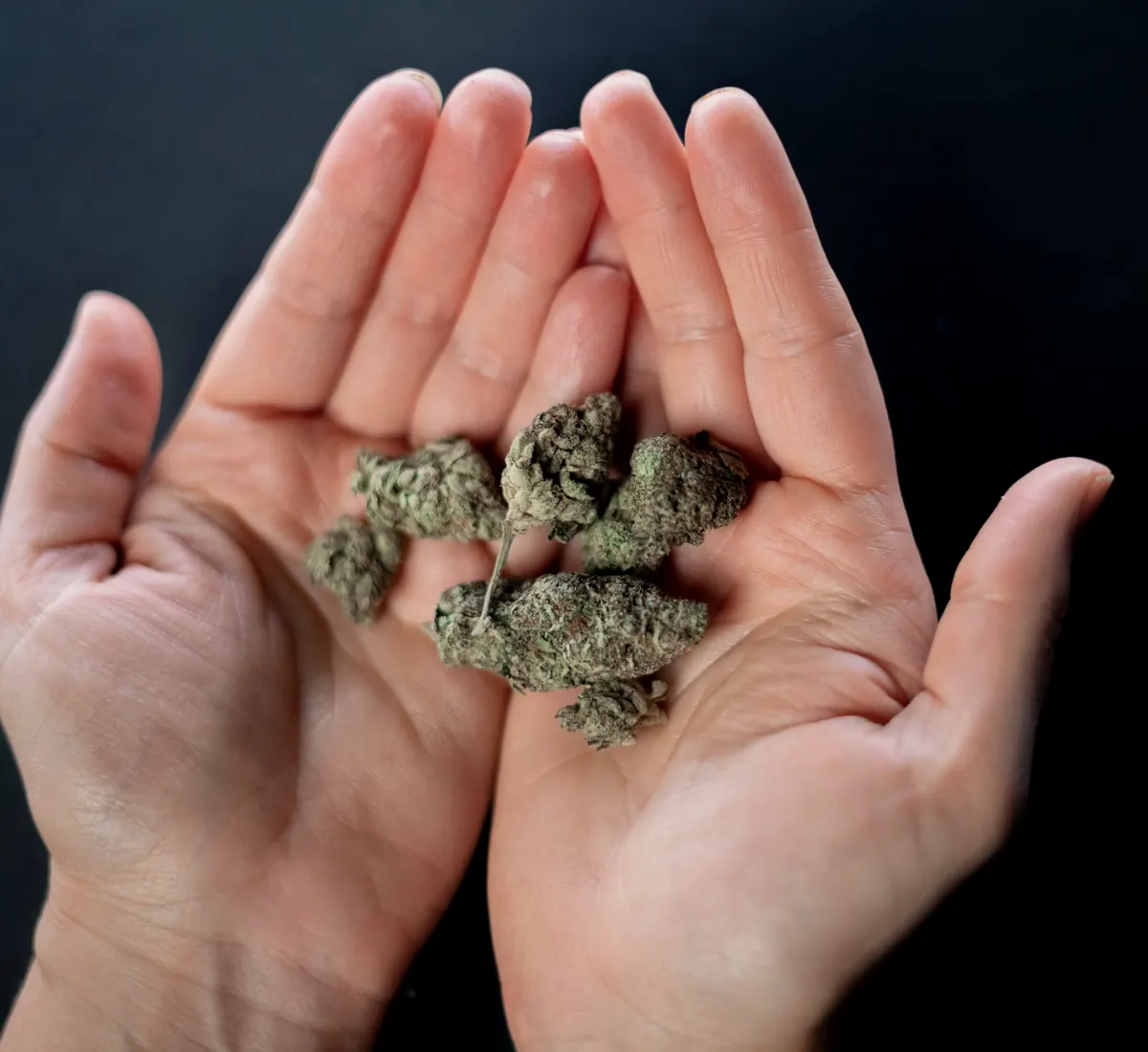 Open hands offering cured cannabis buds
