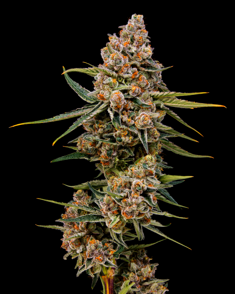 FireStar Dosi Boof 3.5g Prepack