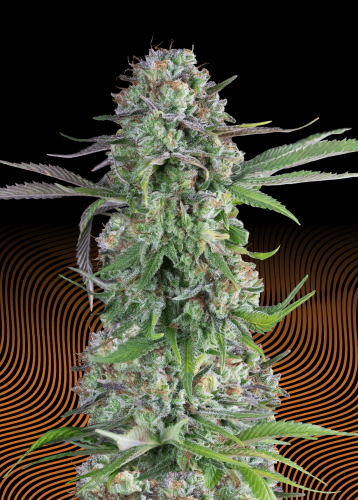 Creme Brulee Strain Flower cannabis strain flower bud