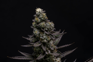 Chimera Strain Flower cannabis strain flower bud