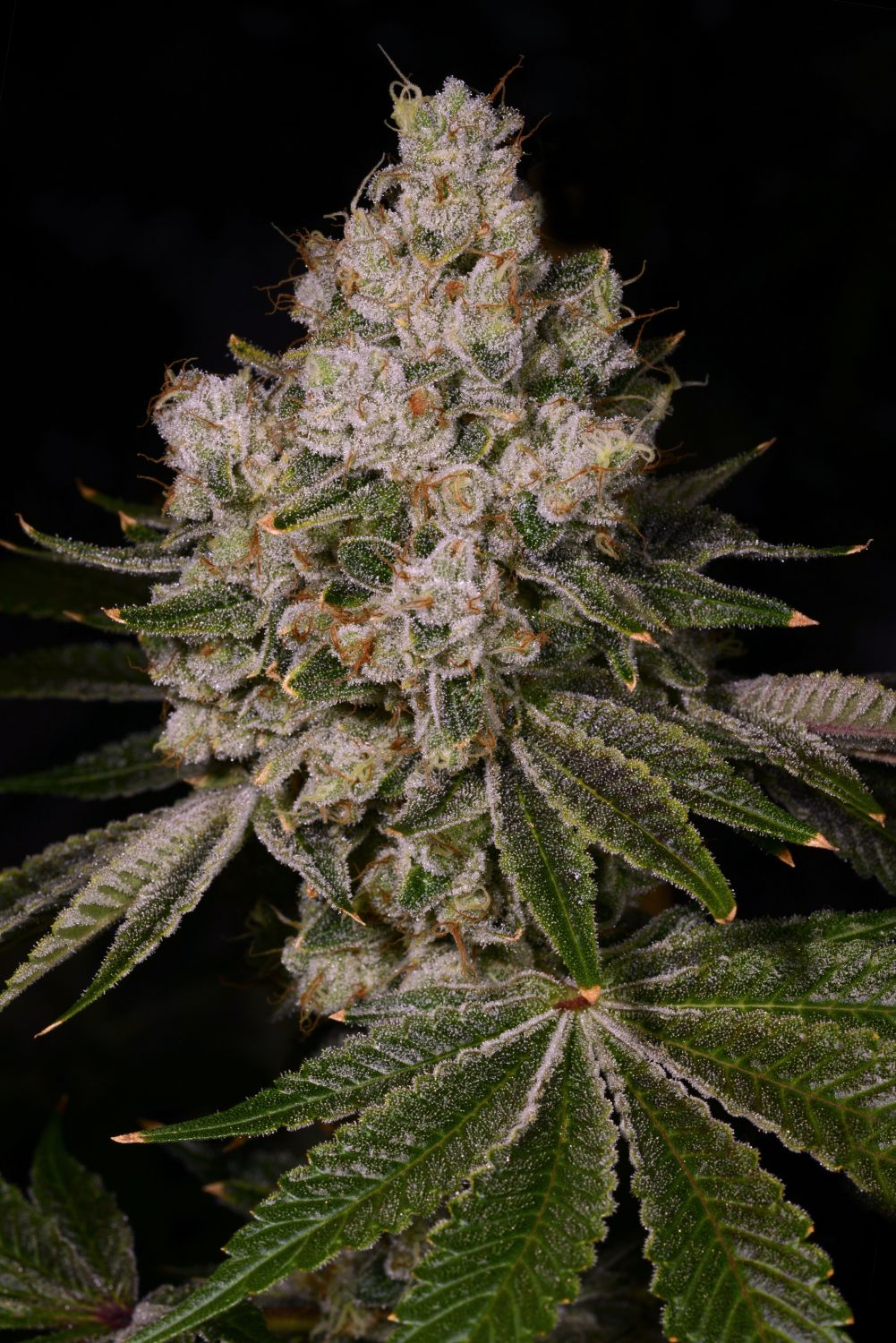 Garlic Breath Strain Flower cannabis strain flower bud