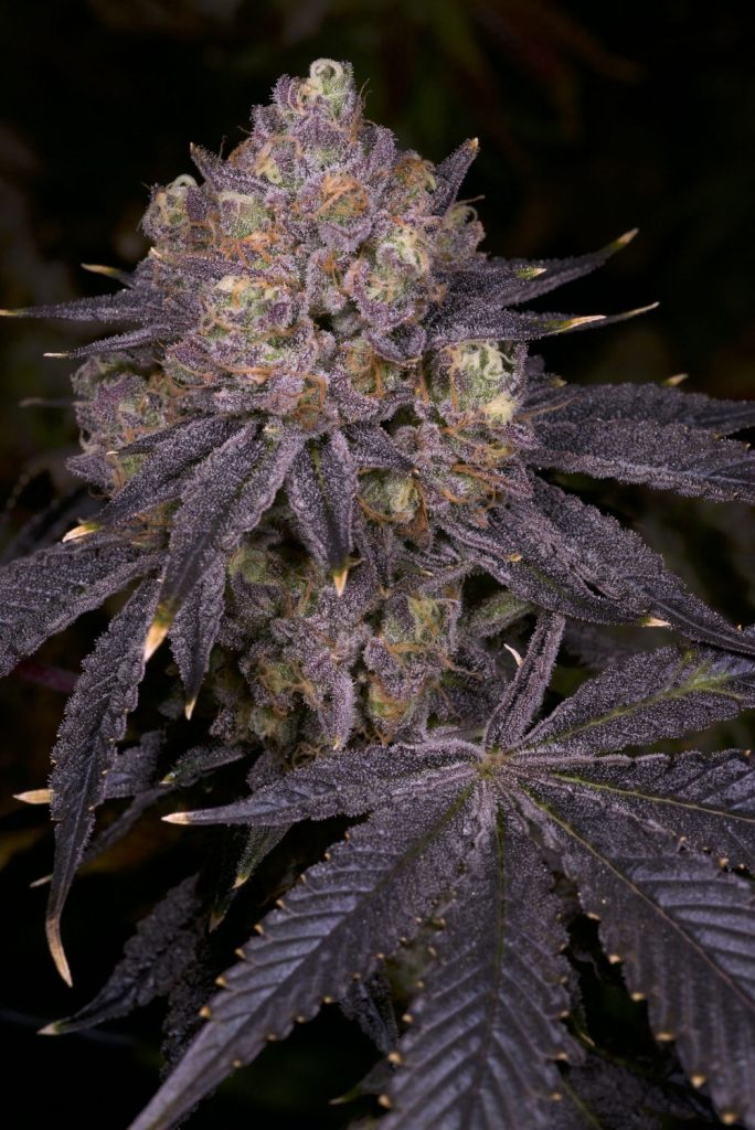 Super Runtz Strain Flower cannabis strain flower bud