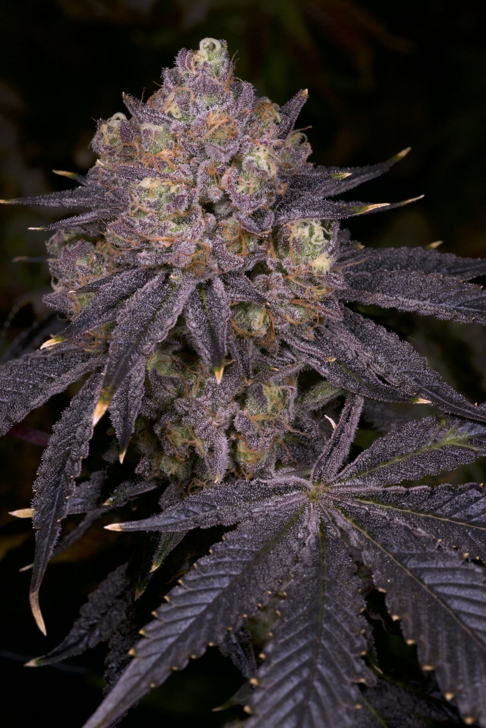 Super Runtz Strain Flower cannabis strain flower bud