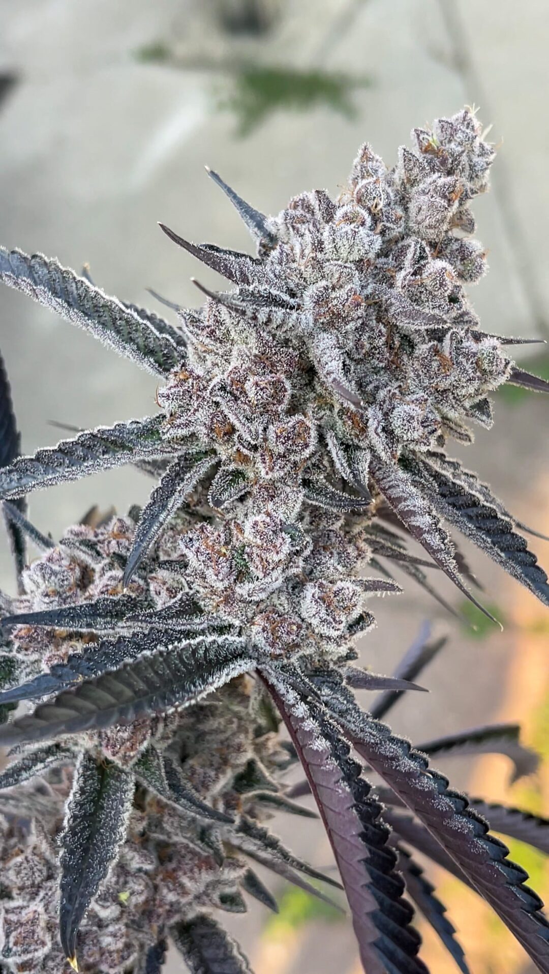 Super Buff Cherry Strain Flower cannabis strain flower bud