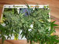 Berry Pie Strain Flower cannabis strain flower bud