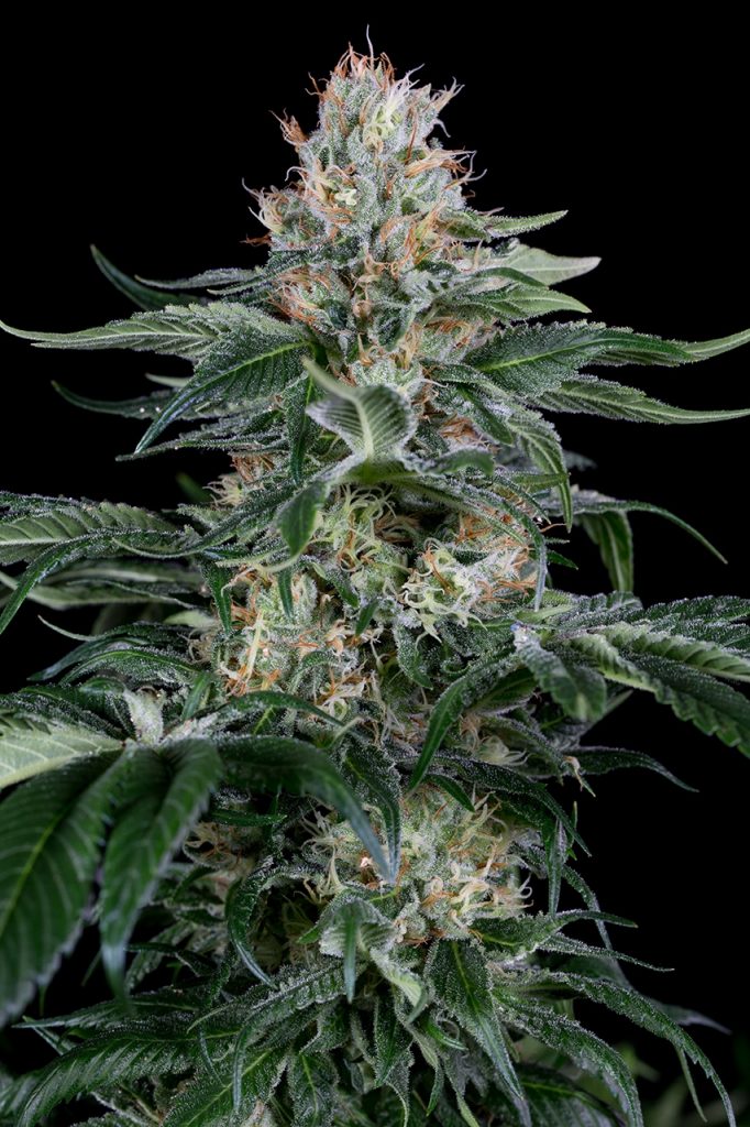 Orange Soda Strain Flower cannabis strain flower bud