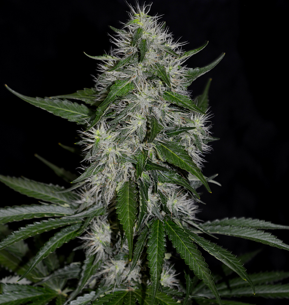 Bruce Banner Strain Flower cannabis strain flower bud
