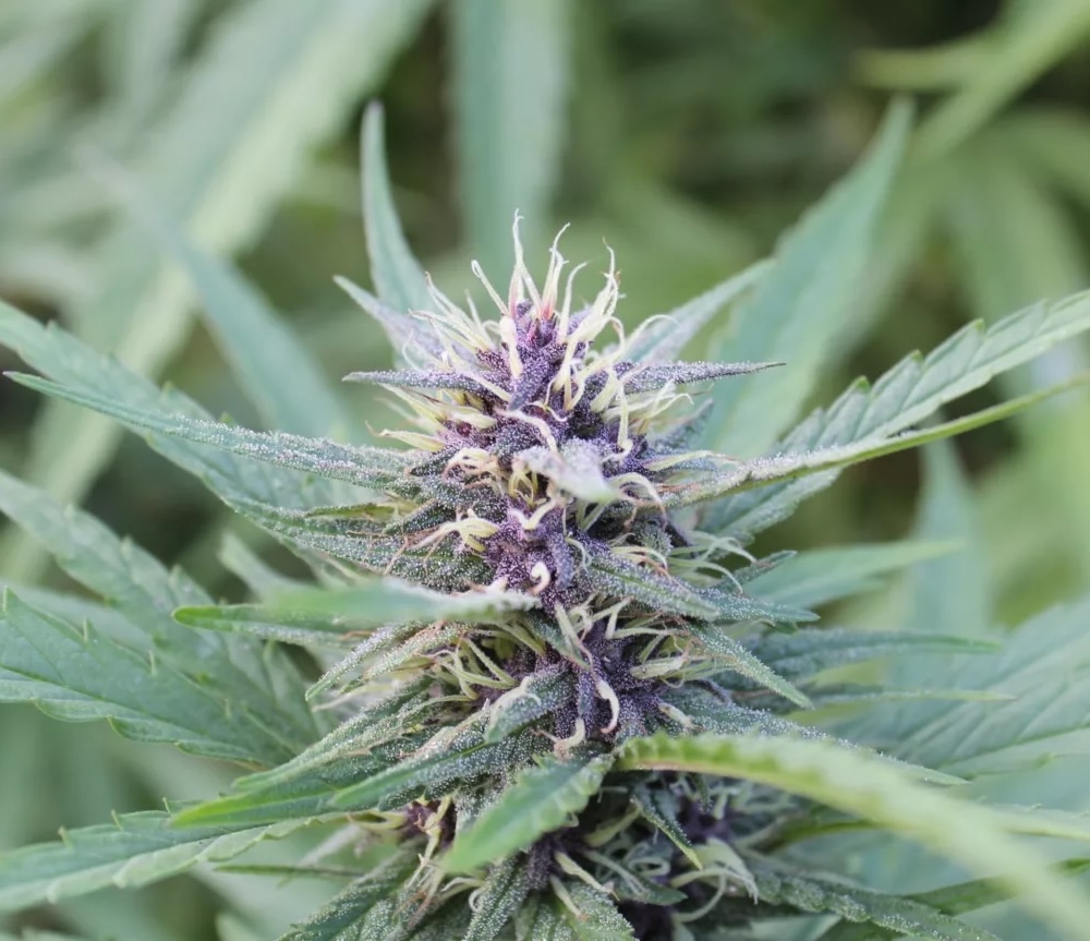 Blueberry Muffin Strain Flower cannabis strain flower bud