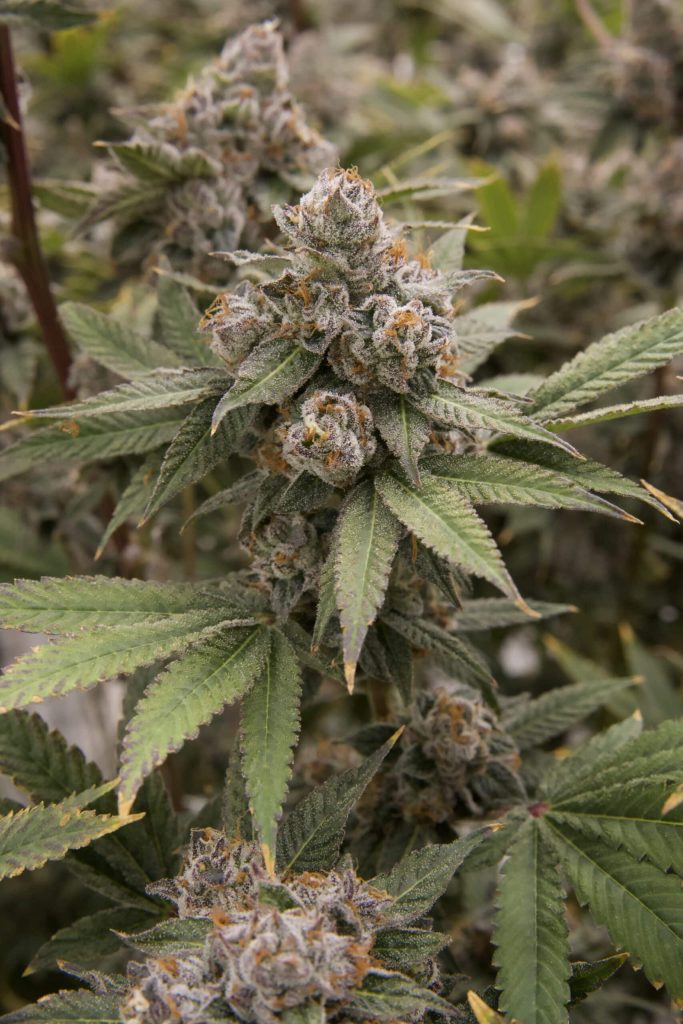 Blue Razz Strain Flower cannabis strain flower bud