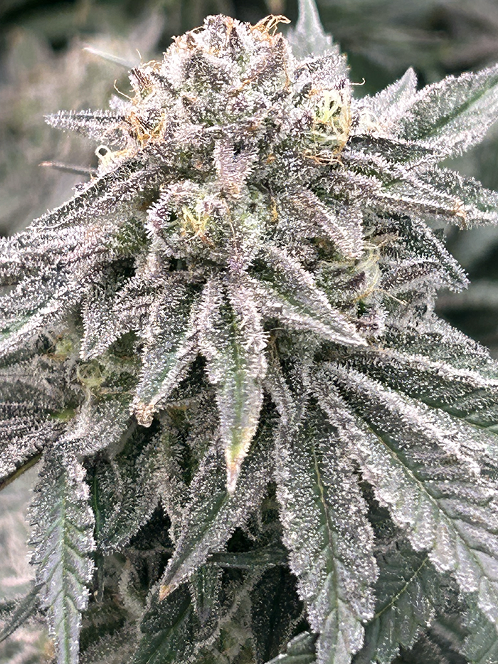 Georgia Pie Strain Flower cannabis strain flower bud