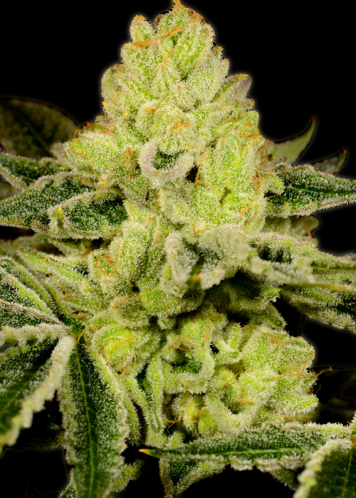 Gods Breath Strain Flower cannabis strain flower bud