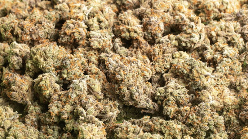 Ice Cream Cookies Strain Flower cannabis strain flower bud