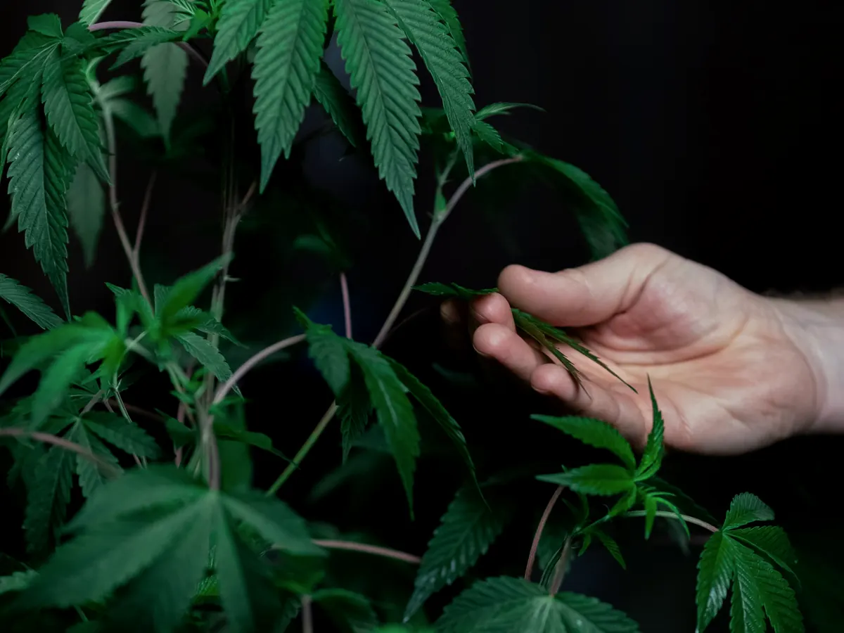 Terpenes 101: why two 20% strains feel different
