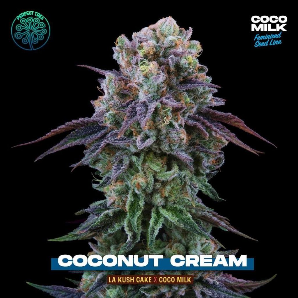 Coconut Cream Strain Flower cannabis strain flower bud