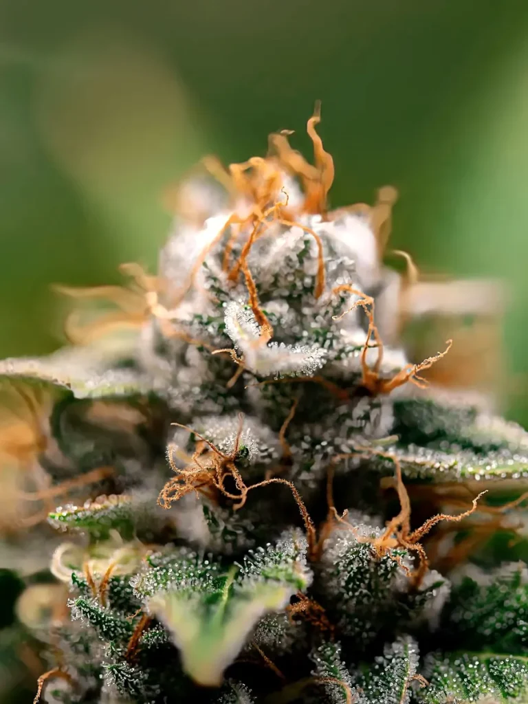 Blue Dream