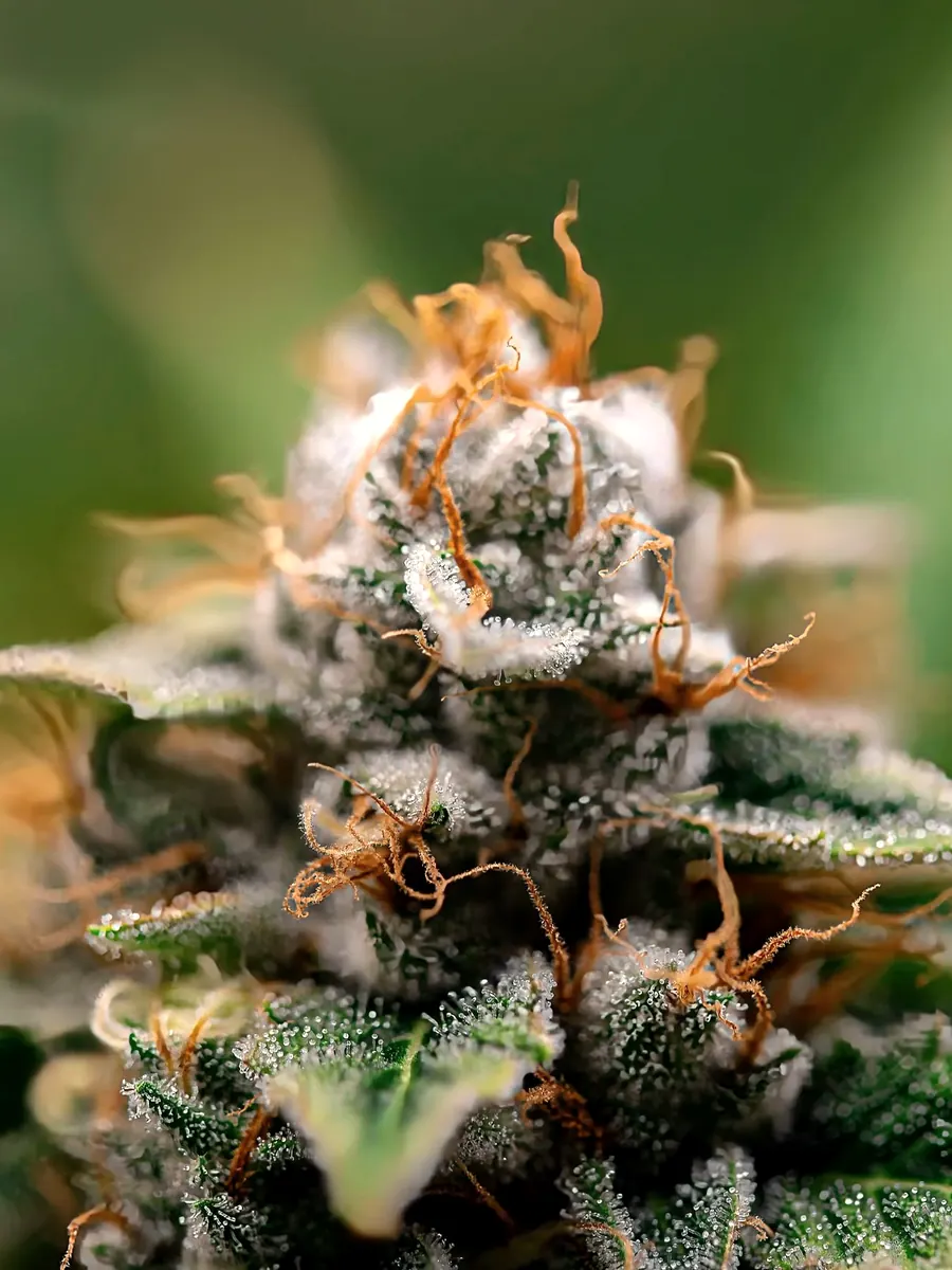 Blue Dream