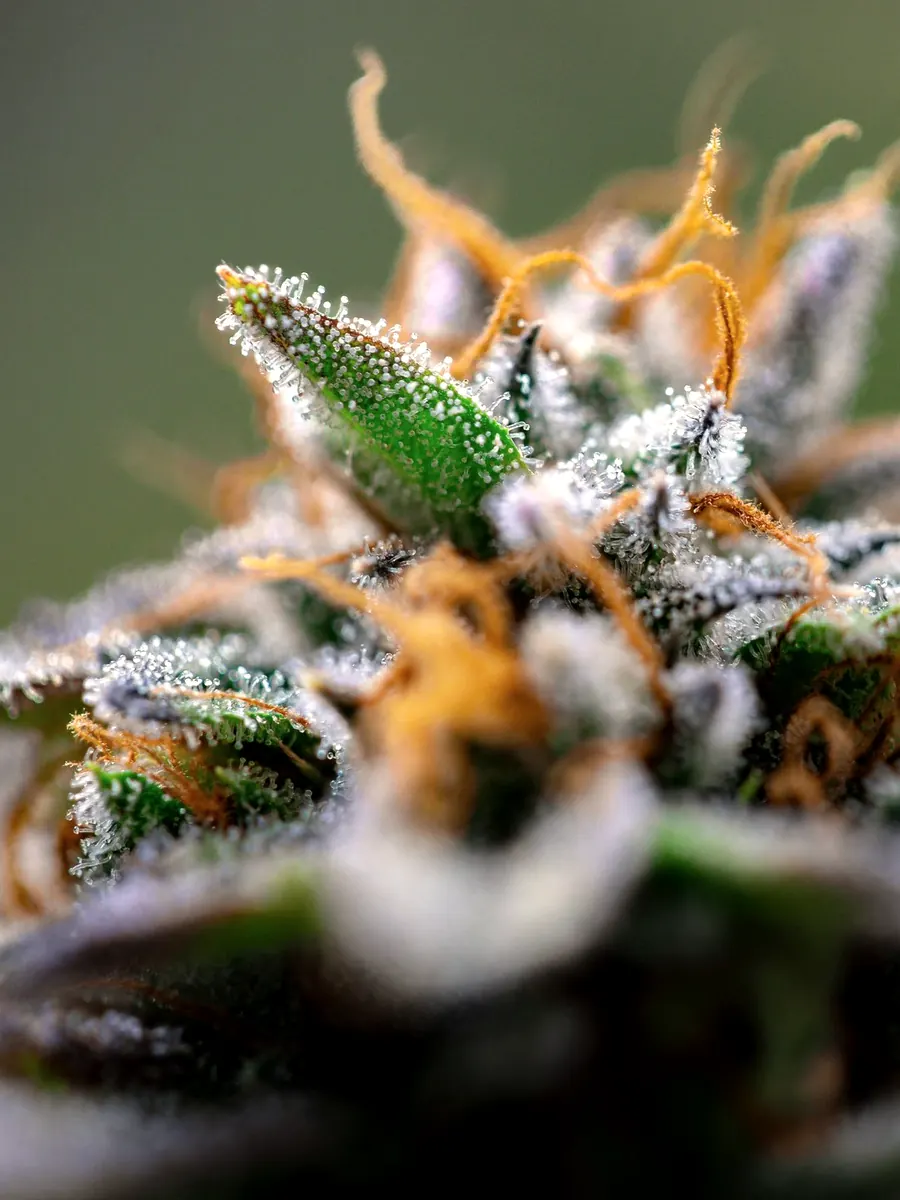 OG Kush