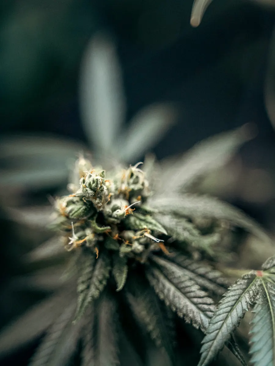 Sour Diesel