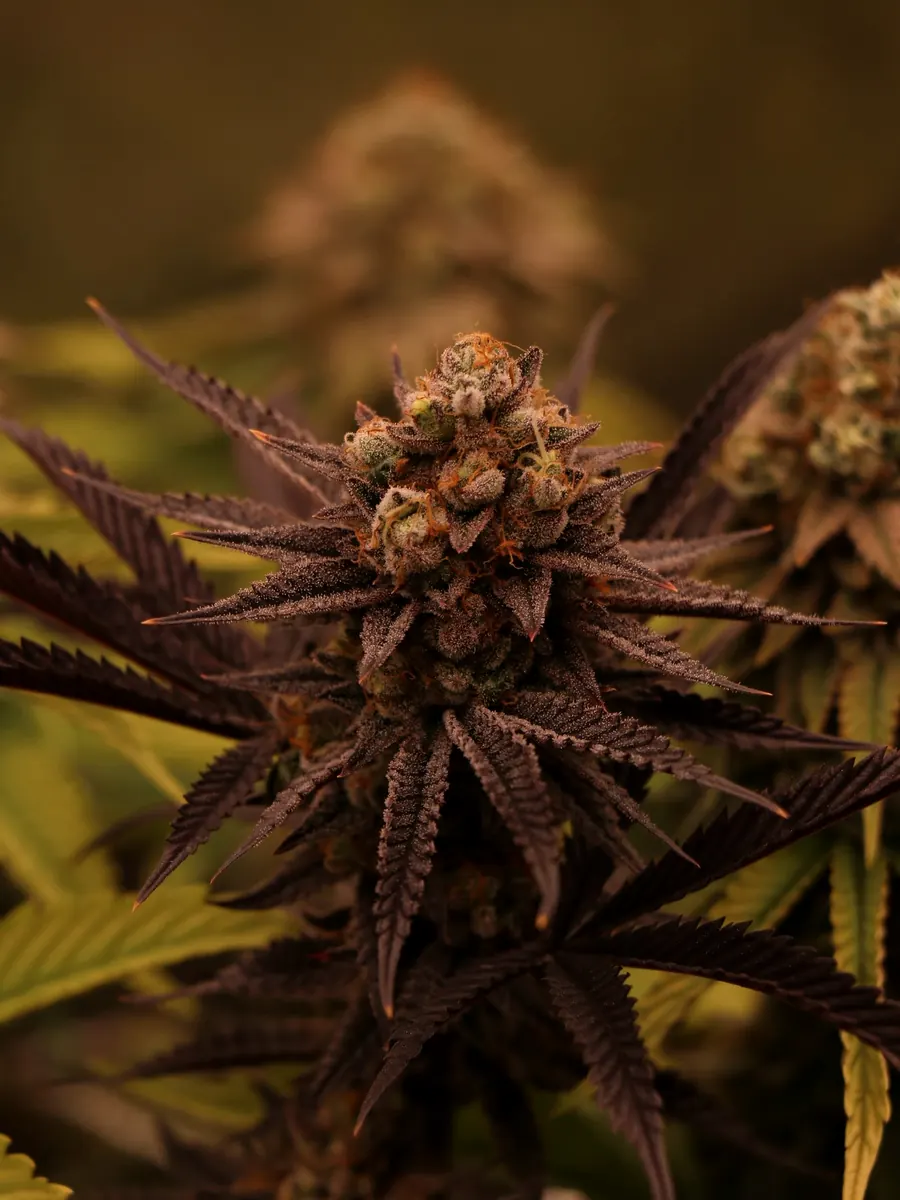 Northern Lights