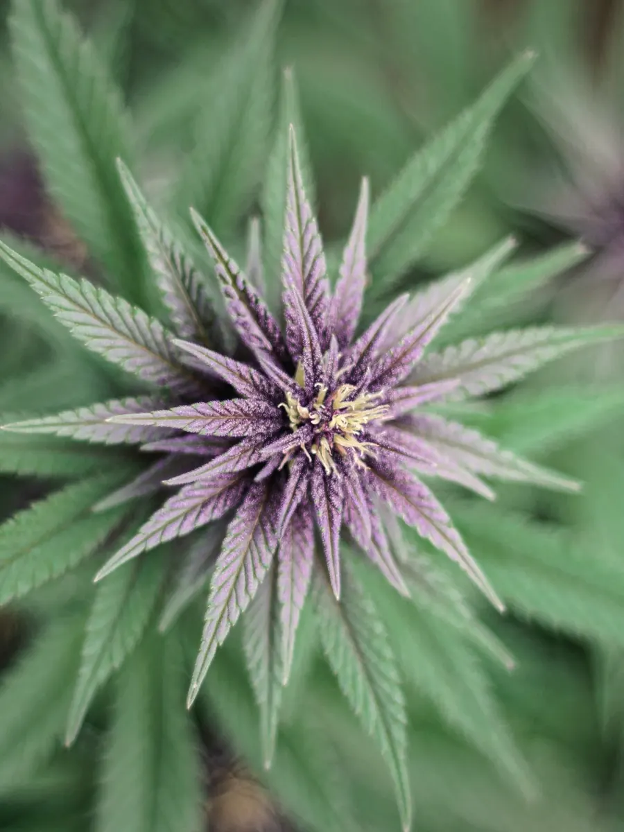 Purple Punch