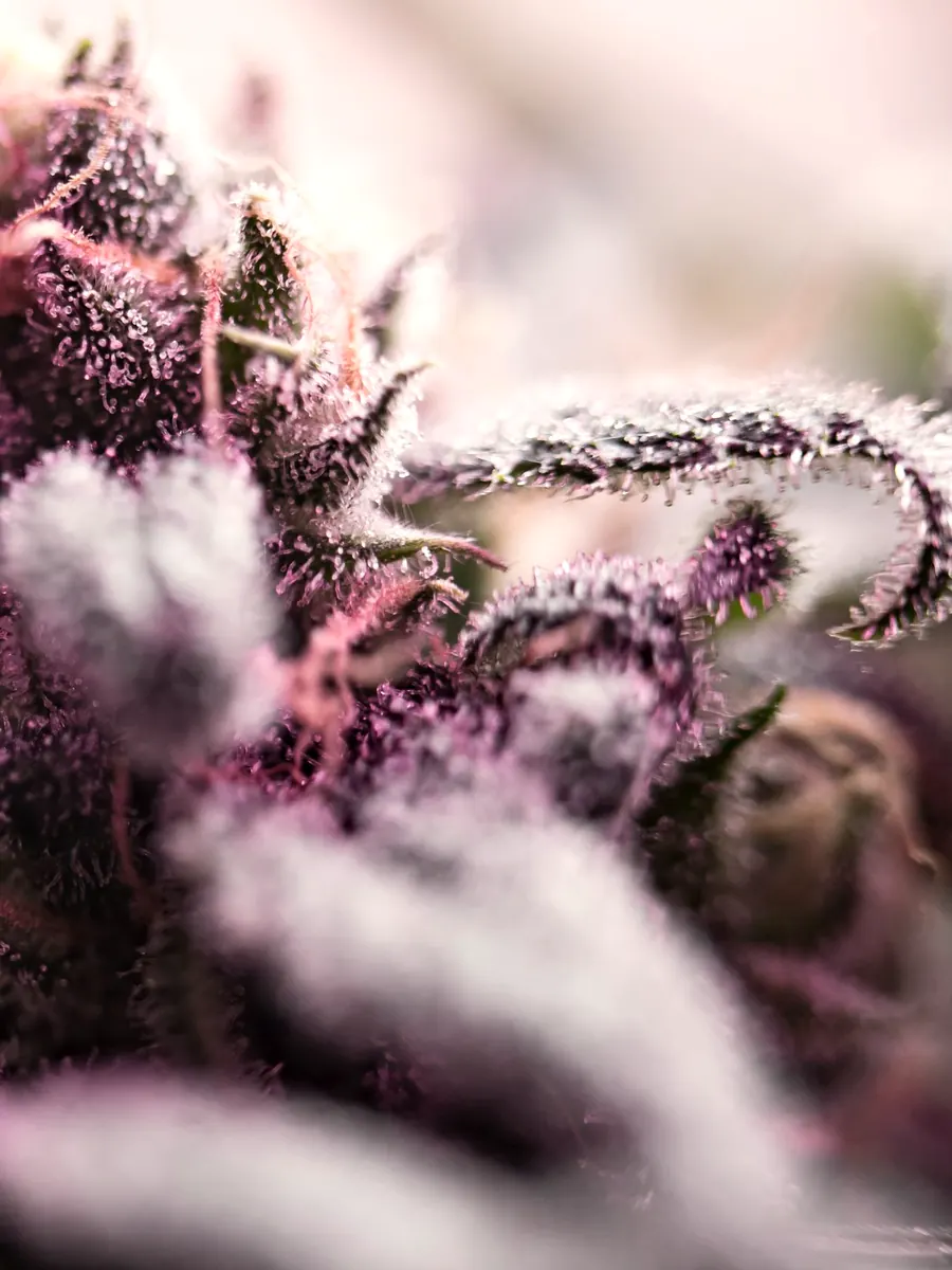 Granddaddy Purple