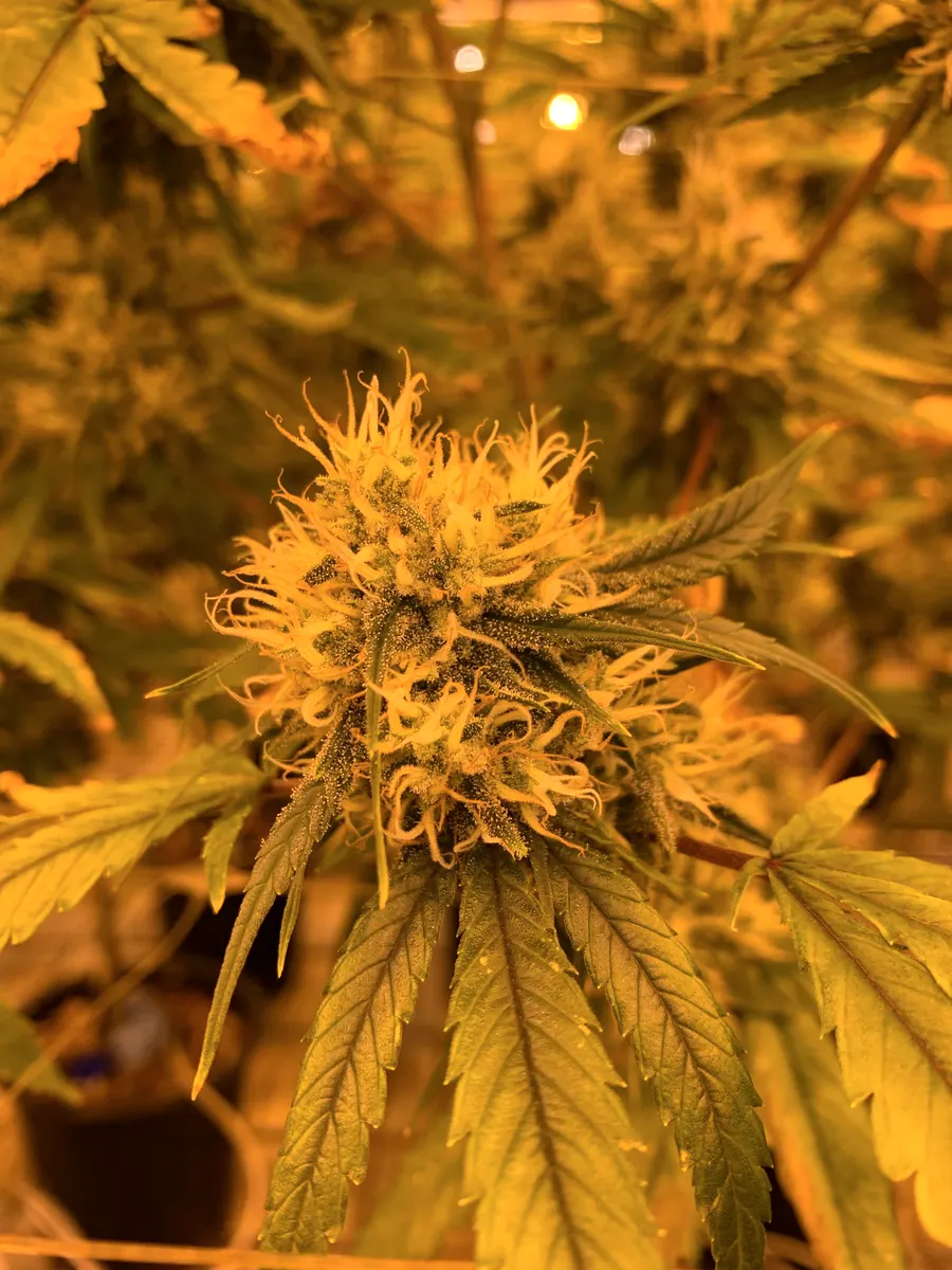 Tangie