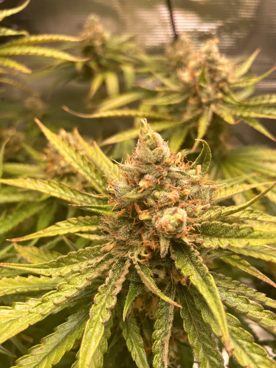 Lemon Haze