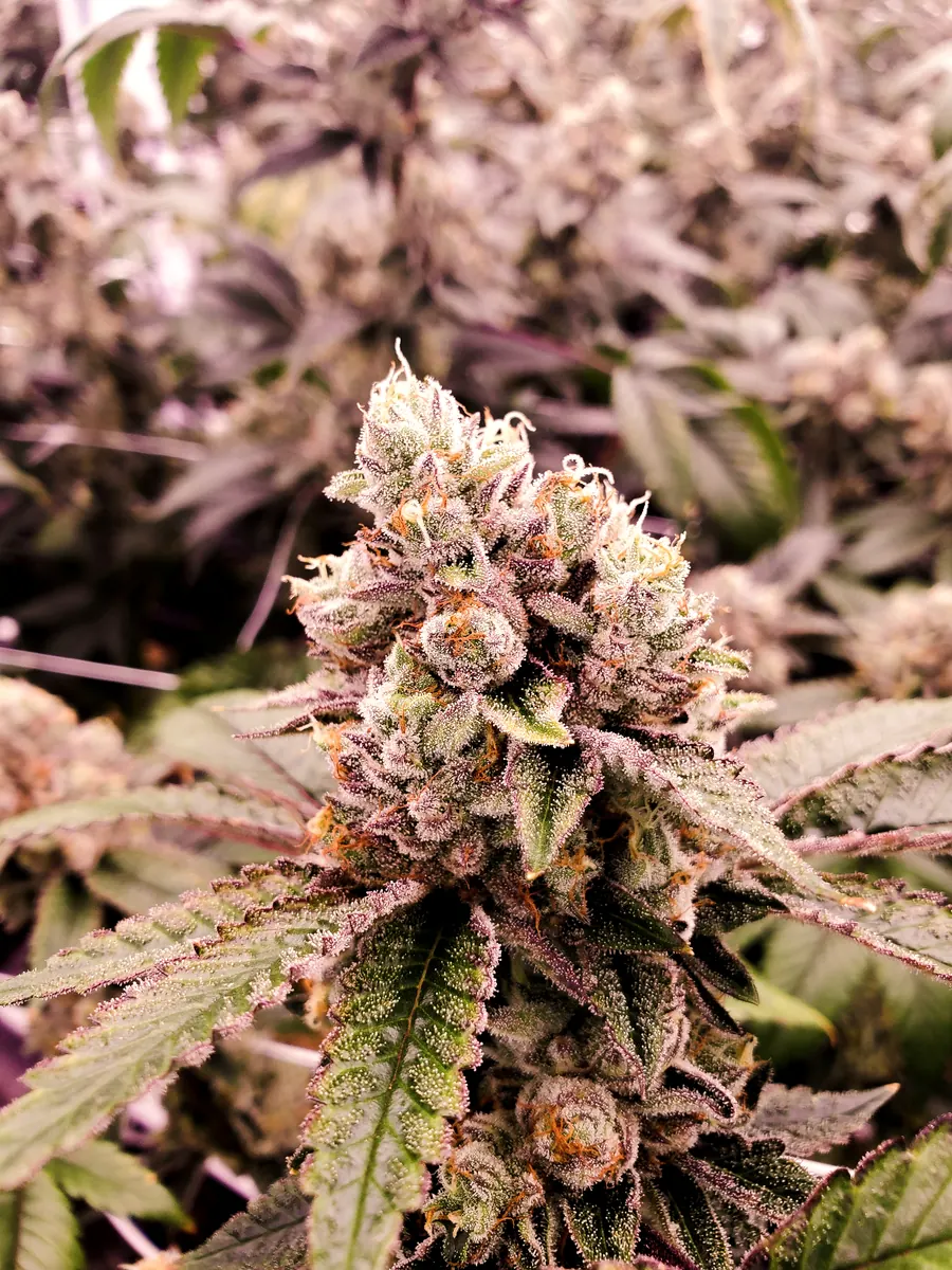 Gelato