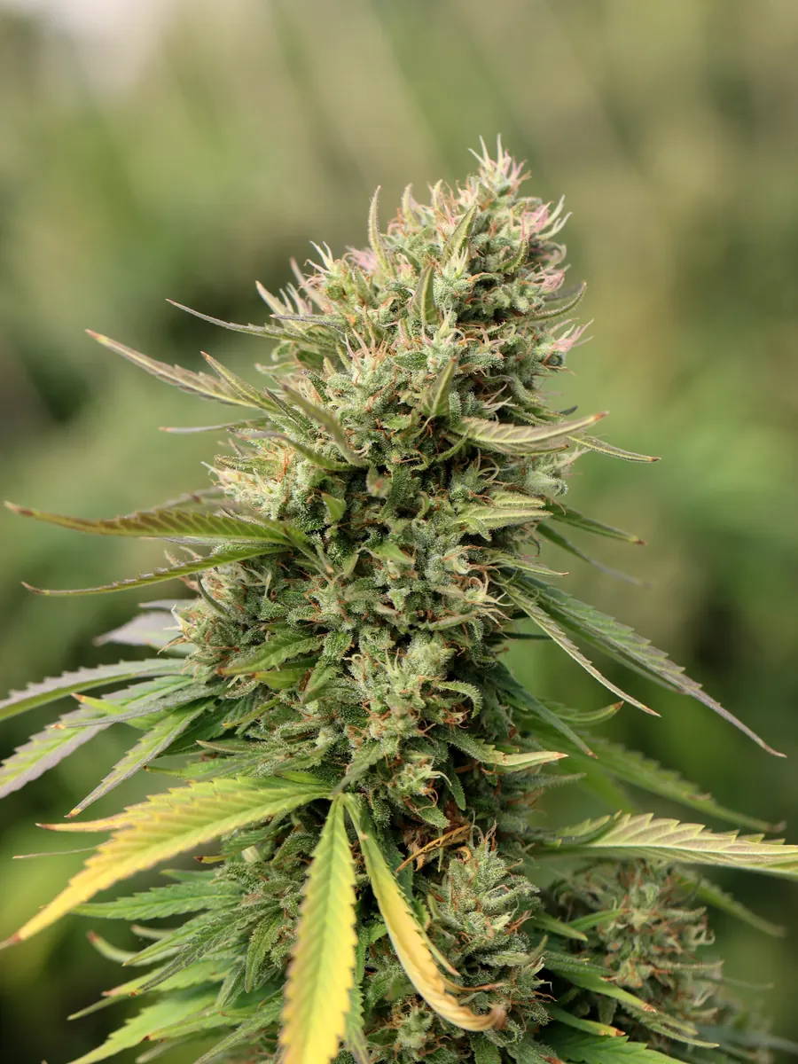 Grandaddy Purple Kush x Wedding Cake #4